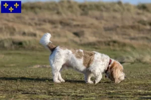 Mehr über den Artikel erfahren Grand Basset Griffon Vendéen Züchter und Welpen in Île-de-France