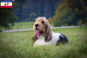 Mehr über den Artikel erfahren Grand Basset Griffon Vendéen Züchter und Welpen in Mecklenburg-Vorpommern