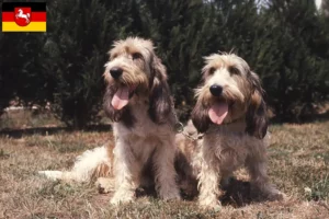 Mehr über den Artikel erfahren Grand Basset Griffon Vendéen Züchter und Welpen in Niedersachsen