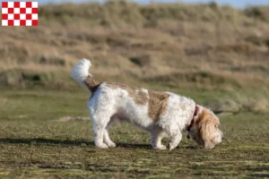 Mehr über den Artikel erfahren Grand Basset Griffon Vendéen Züchter und Welpen in Nordbrabant