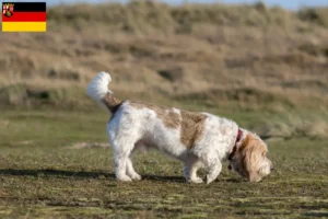 Mehr über den Artikel erfahren Grand Basset Griffon Vendéen Züchter und Welpen in Rheinland-Pfalz