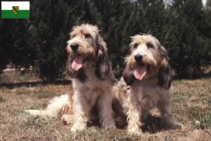 Mehr über den Artikel erfahren Grand Basset Griffon Vendéen Züchter und Welpen in Sachsen