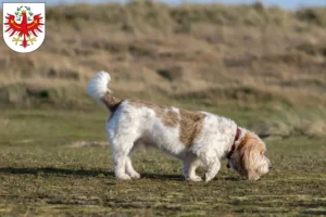 Mehr über den Artikel erfahren Grand Basset Griffon Vendéen Züchter und Welpen in Tirol