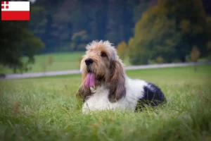 Mehr über den Artikel erfahren Grand Basset Griffon Vendéen Züchter und Welpen in Utrecht