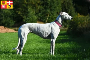 Mehr über den Artikel erfahren Greyhound Züchter und Welpen in Auvergne-Rhône-Alpes