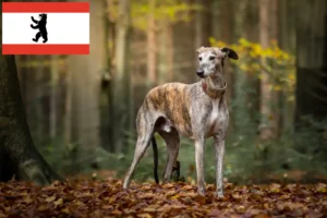 Mehr über den Artikel erfahren Greyhound Züchter und Welpen in Berlin