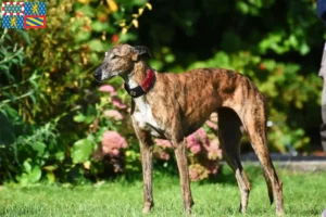 Mehr über den Artikel erfahren Greyhound Züchter und Welpen in Bourgogne-Franche-Comté