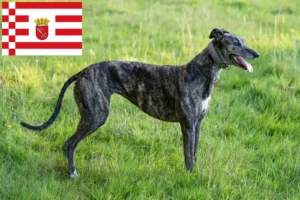 Mehr über den Artikel erfahren Greyhound Züchter und Welpen in Bremen