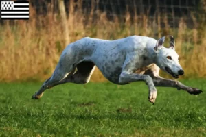 Mehr über den Artikel erfahren Greyhound Züchter und Welpen in der Bretagne