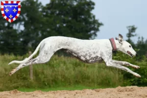 Mehr über den Artikel erfahren Greyhound Züchter und Welpen in Centre-Val de Loire