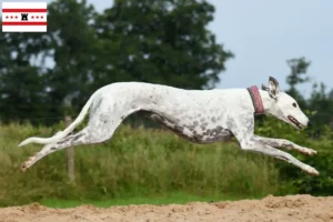 Mehr über den Artikel erfahren Greyhound Züchter und Welpen in Drenthe