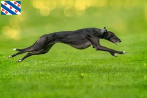 Mehr über den Artikel erfahren Greyhound Züchter und Welpen in Friesland