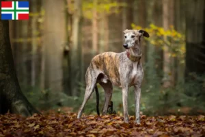 Mehr über den Artikel erfahren Greyhound Züchter und Welpen in Groningen