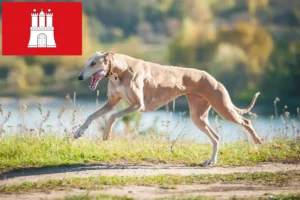 Mehr über den Artikel erfahren Greyhound Züchter und Welpen in Hamburg