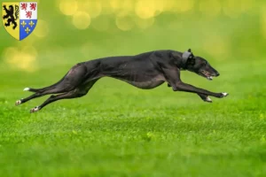 Mehr über den Artikel erfahren Greyhound Züchter und Welpen in Hauts-de-France