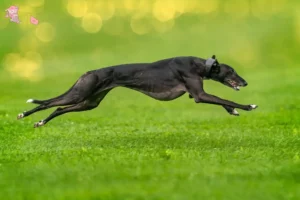 Mehr über den Artikel erfahren Greyhound Züchter und Welpen in Hovedstaden