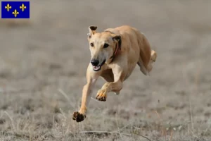 Mehr über den Artikel erfahren Greyhound Züchter und Welpen in Île-de-France