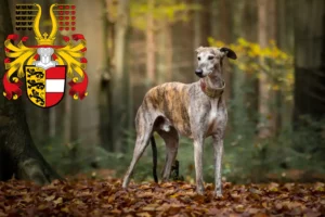 Mehr über den Artikel erfahren Greyhound Züchter und Welpen in Kärnten