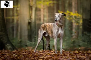 Mehr über den Artikel erfahren Greyhound Züchter und Welpen auf Korsika