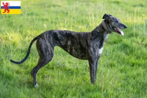 Mehr über den Artikel erfahren Greyhound Züchter und Welpen in Limburg