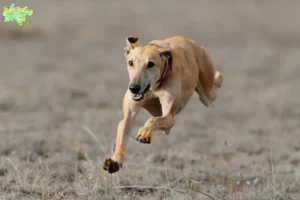 Mehr über den Artikel erfahren Greyhound Züchter und Welpen in Midtjylland