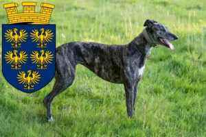 Mehr über den Artikel erfahren Greyhound Züchter und Welpen in Niederösterreich