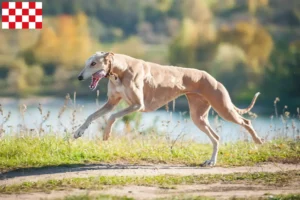 Mehr über den Artikel erfahren Greyhound Züchter und Welpen in Nordbrabant