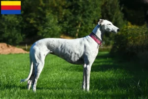 Mehr über den Artikel erfahren Greyhound Züchter und Welpen in Nordholland