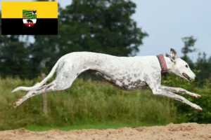 Mehr über den Artikel erfahren Greyhound Züchter und Welpen in Sachsen-Anhalt