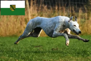 Mehr über den Artikel erfahren Greyhound Züchter und Welpen in Sachsen