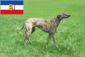 Mehr über den Artikel erfahren Greyhound Züchter und Welpen in Schleswig-Holstein