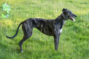 Mehr über den Artikel erfahren Greyhound Züchter und Welpen in Sjælland