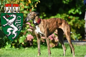 Mehr über den Artikel erfahren Greyhound Züchter und Welpen in der Steiermark