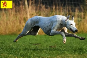 Mehr über den Artikel erfahren Greyhound Züchter und Welpen in Südholland