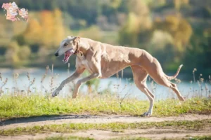 Mehr über den Artikel erfahren Greyhound Züchter und Welpen in Syddanmark