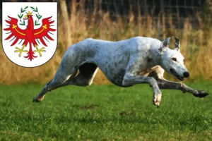 Mehr über den Artikel erfahren Greyhound Züchter und Welpen in Tirol