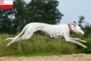 Mehr über den Artikel erfahren Greyhound Züchter und Welpen in Utrecht