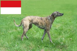 Mehr über den Artikel erfahren Greyhound Züchter und Welpen in Wien