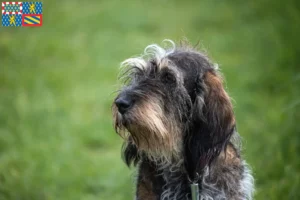 Mehr über den Artikel erfahren Griffon Bleu de Gascogne Züchter und Welpen in Bourgogne-Franche-Comté