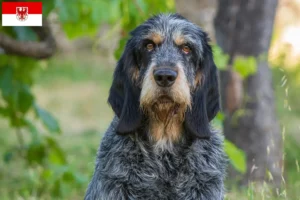 Mehr über den Artikel erfahren Griffon Bleu de Gascogne Züchter und Welpen in Brandenburg