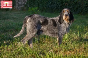 Mehr über den Artikel erfahren Griffon Bleu de Gascogne Züchter und Welpen in Bremen