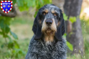 Mehr über den Artikel erfahren Griffon Bleu de Gascogne Züchter und Welpen in Centre-Val de Loire