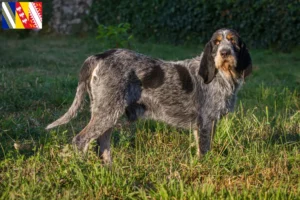 Mehr über den Artikel erfahren Griffon Bleu de Gascogne Züchter und Welpen in Grand Est