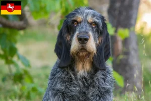 Mehr über den Artikel erfahren Griffon Bleu de Gascogne Züchter und Welpen in Niedersachsen