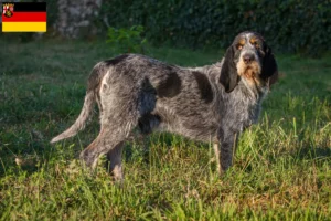 Mehr über den Artikel erfahren Griffon Bleu de Gascogne Züchter und Welpen in Rheinland-Pfalz