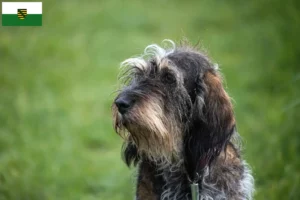 Mehr über den Artikel erfahren Griffon Bleu de Gascogne Züchter und Welpen in Sachsen