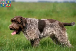 Mehr über den Artikel erfahren Griffon d’arrêt à poil dur Züchter und Welpen in Bourgogne-Franche-Comté