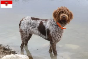 Mehr über den Artikel erfahren Griffon d’arrêt à poil dur Züchter und Welpen in Brandenburg