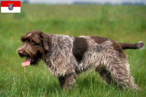 Mehr über den Artikel erfahren Griffon d’arrêt à poil dur Züchter und Welpen in Hessen