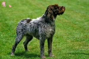 Mehr über den Artikel erfahren Griffon d’arrêt à poil dur Züchter und Welpen in Hovedstaden